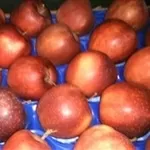 Яблоки польские широкий ассортимент сортов