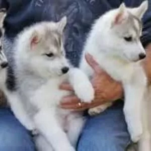 Великолепные сибирские хаски щенки с голубой глаз для свободного приня