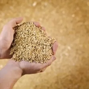 Пшеница 2 класс