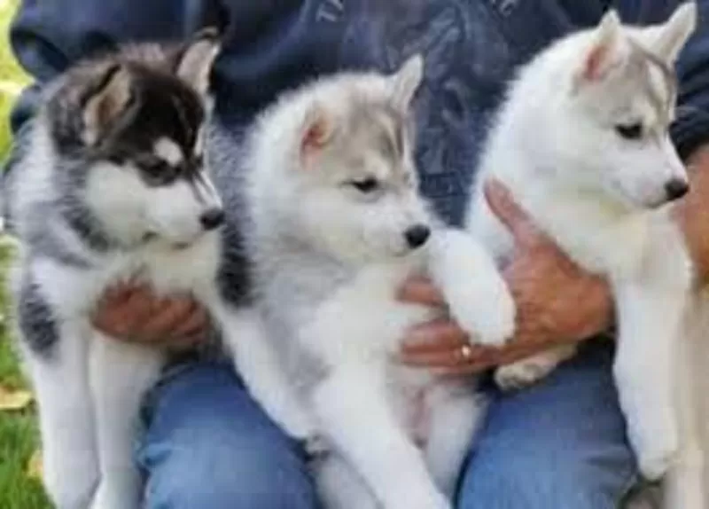 Великолепные сибирские хаски щенки с голубой глаз для свободного приня