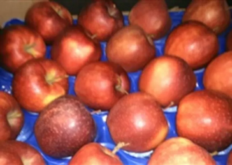 Яблоки польские широкий ассортимент сортов