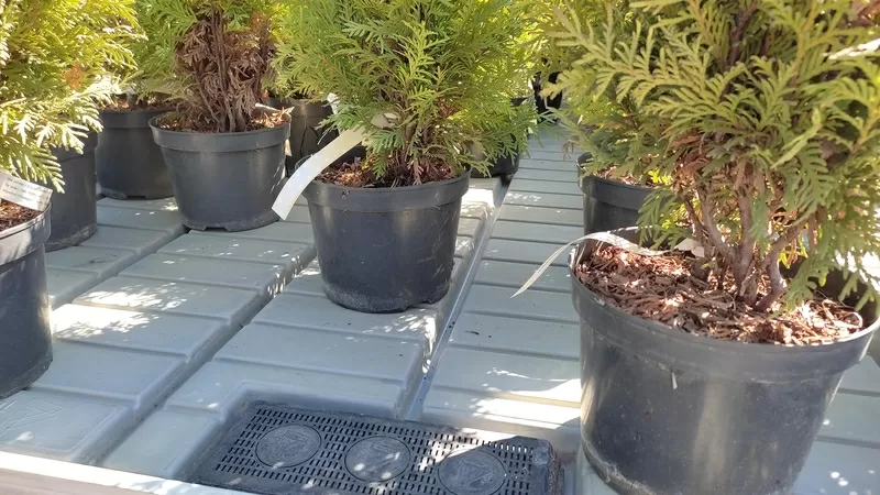 Стол для выращивания растений с откатной крышкой 3